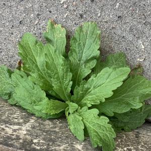 Aster sumatrensis [nn] par Liliane Roubaudi le 09/03/2026 - Lyon