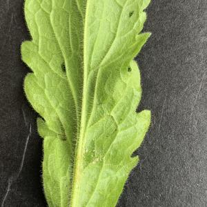 Aster sumatrensis [nn] par Liliane Roubaudi le 09/03/2026 - Lyon