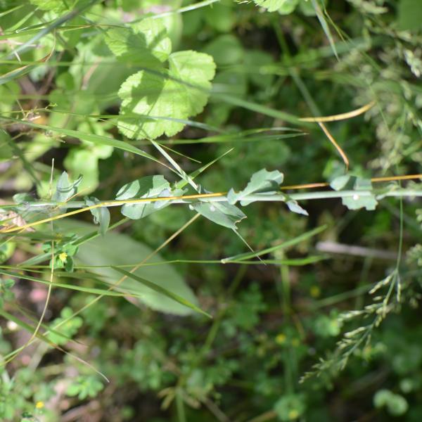 Turritis glabra L. [1753] [nn70084] par Jean-Claude Lincker le 08/06/2024 - Malancourt-la-Montagne