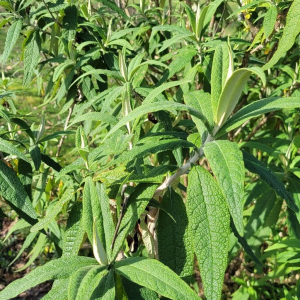 Buddleja globosa