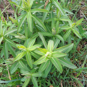 Euphorbia hyberna