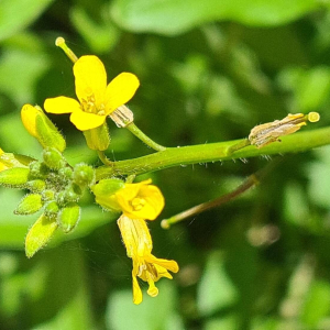 Sisymbrium orientale