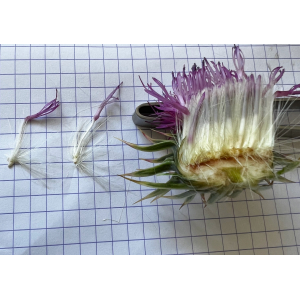 Carduus nigrescens subsp. hispanicus (Franco) O.Bolòs & Vigo