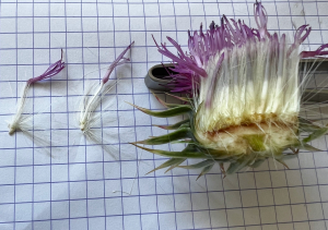 MichelM, le 17 mars 2026 (Xàbia / Jávea)