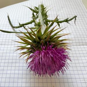  - Carduus nigrescens subsp. hispanicus (Franco) O.Bolòs & Vigo