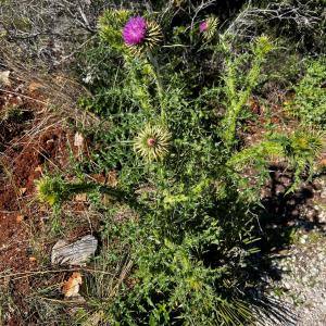  - Carduus nigrescens subsp. hispanicus (Franco) O.Bolòs & Vigo