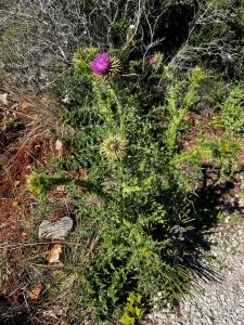 MichelM, le 17 mars 2026 (Xàbia / Jávea)