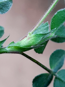 Sauvages de Beaumont, le 25 mars 2026 (Beaumont)