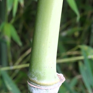  - Phyllostachys aurea Carrière ex Rivière & C.Rivière [1878]
