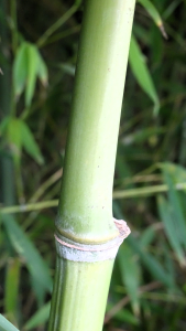 Alain Bigou, le 25 septembre 2025 (Saint-Martin-le-Vieil (Villelongue))