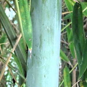  - Phyllostachys aurea Carrière ex Rivière & C.Rivière [1878]