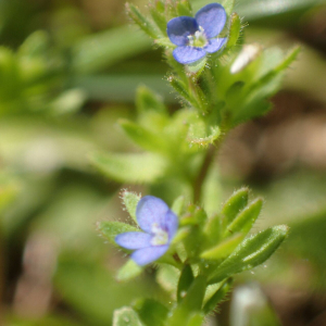 Veronica arvensis L. [1753] [nn128801] par Sylvain Piry le 09/04/2026 - France, Hérault, Montferrier-sur-Lez, Campus International de Baillarguet, près Mare des Vignasses (77 m)