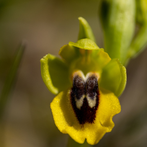 Ophrys lutea Cav.