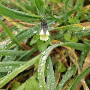 Viola arvensis Murray