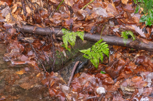 Jean-Jacques Houdré, le 17 février 2026 (Rochetaillée (Ruisseau des Quatre Aigues))