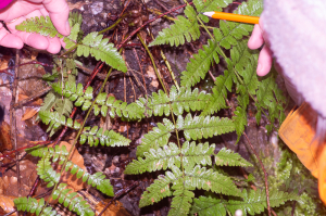 Jean-Jacques Houdré, le 17 février 2026 (Rochetaillée (Ruisseau des Quatre Aigues))