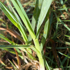 Photographie n°3413683 du taxon Poa chaixii Vill. [1786]