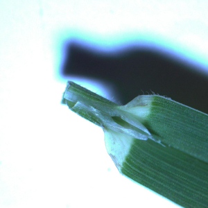 Photographie n°3413687 du taxon Poa chaixii Vill. [1786]