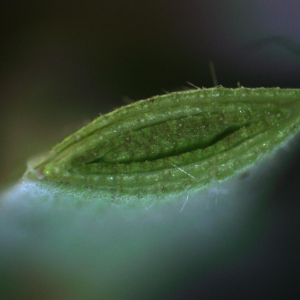 Photographie n°3413689 du taxon Poa chaixii Vill. [1786]