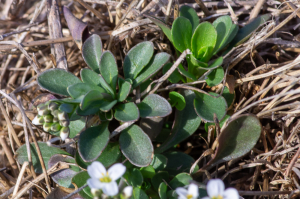 Jean-Jacques Houdré, le  1 mars 2026 (Savas (Suc de Clava))