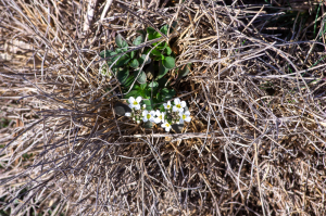 Jean-Jacques Houdré, le  1 mars 2026 (Savas (Suc de Clava))