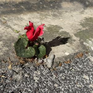 Cyclamen persicum Mill. [1768]