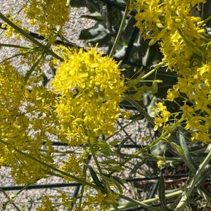 Isatis tinctoria L. [1753]