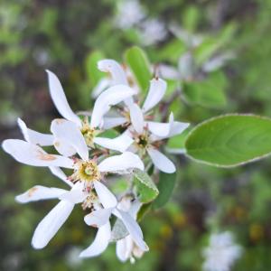 Amelanchier ovalis Medik.