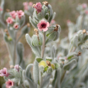 Pardoglossum cheirifolium (L.) Barbier & Mathez [1973]