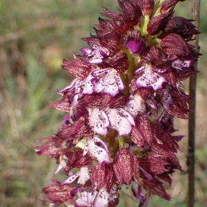 Orchis purpurea Huds. [1762]