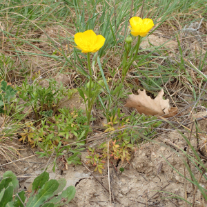 Ranunculus paludosus Poir. [1789]