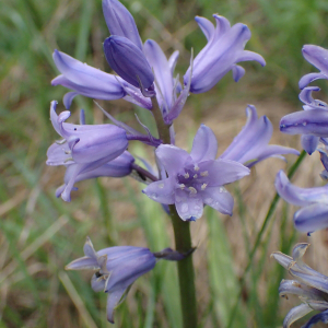 Hyacinthoides hispanica (Mill.) Rothm. [1944]