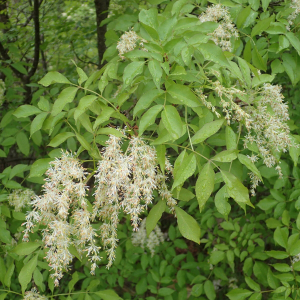 Fraxinus ornus L. [1753]