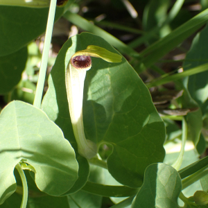 Aristolochia paucinervis Pomel [1874]