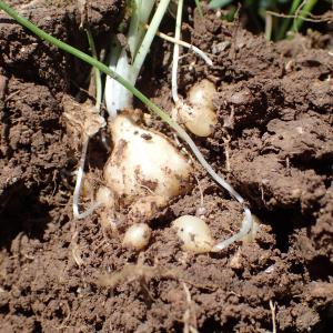 Ornithogalum divergens Boreau [1857]