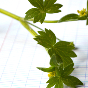 Ranunculus parviflorus L. [1758]