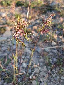 Patrick Ressayre, le 16 avril 2026 (Laurac-en-Vivarais)