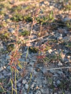 Patrick Ressayre, le 16 avril 2026 (Laurac-en-Vivarais)