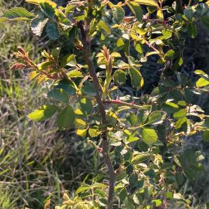 Rosa L. [1753] [nn77194] par Patrick Ressayre le 16/04/2026 - Rosières