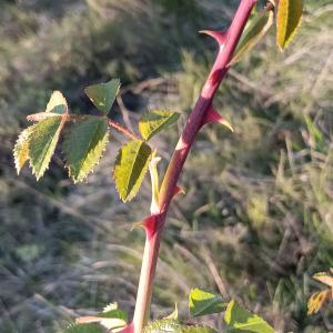 Rosa L. [1753] [nn77194] par Patrick Ressayre le 16/04/2026 - Rosières