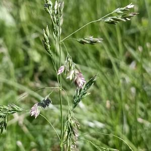 Poa pratensis L. [1753] [nn50735] par Patrick Ressayre le 17/04/2026 - Saint-Alban-Auriolles