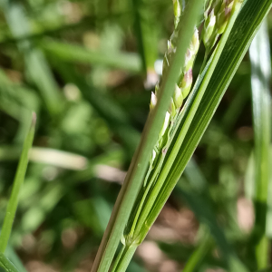 Poa pratensis L. [1753] [nn50735] par Patrick Ressayre le 17/04/2026 - Saint-Alban-Auriolles