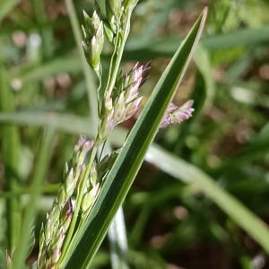 Poa pratensis L. [1753] [nn50735] par Patrick Ressayre le 17/04/2026 - Saint-Alban-Auriolles