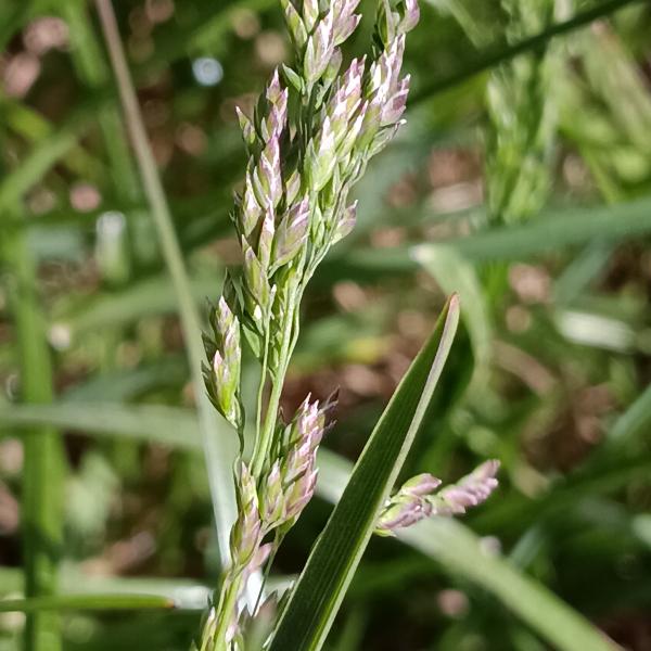 Poa pratensis L. [1753] [nn50735] par Patrick Ressayre le 17/04/2026 - Saint-Alban-Auriolles