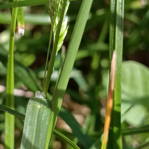 Poa pratensis L. [1753] [nn50735] par Patrick Ressayre le 17/04/2026 - Saint-Alban-Auriolles