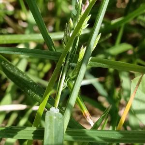 Poa pratensis L. [1753] [nn50735] par Patrick Ressayre le 17/04/2026 - Saint-Alban-Auriolles