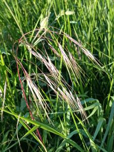 Patrick Ressayre, le 17 avril 2026 (Saint-Alban-Auriolles)