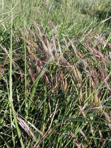 Patrick Ressayre, le 17 avril 2026 (Saint-Alban-Auriolles)