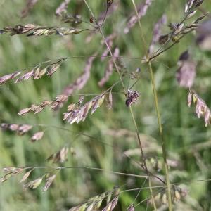 Poa trivialis L. [1753] [nn50912] par Patrick Ressayre le 18/04/2026 - Saint-Alban-Auriolles