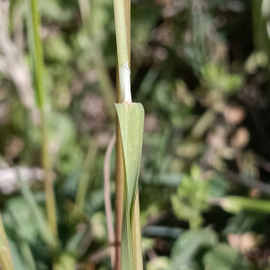 Poa trivialis L. [1753] [nn50912] par Patrick Ressayre le 18/04/2026 - Saint-Alban-Auriolles